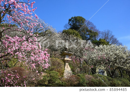 日本最早的觀音聖地聖德太子所創立的中山寺梅林 85894485
