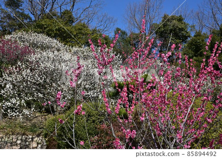 日本最早的觀音聖地聖德太子所創立的中山寺梅林 85894492