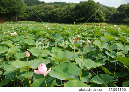 Oga lotus (Nishitani Pond / Kojindani Historical Park / Hikawa-cho, Izumo City, Shimane Prefecture) Oga lotus (Nishitani Pond / Kojindani Historical Park / Hikawa-cho, Izumo City, Shimane Prefecture) 85895160