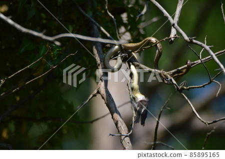 Snake swallowing birds on the tree (Tachikawa Park / Tachikawa City, Tokyo) 85895165