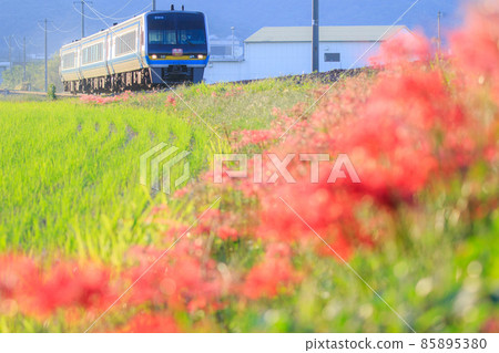 Limited express "Nanpu" going on the Dosan Line where cluster amaryllis blooms (JR Shikoku 2000 series) 85895380