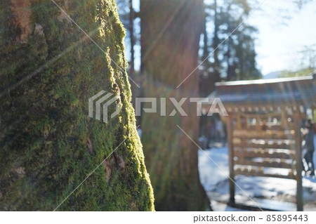 Sugi trees in the shrine precincts exposed to sunlight Sugi trees in the shrine precincts exposed to sunlight 85895443