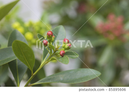 Flower bud of Golden Penda, Expo Gold in the garden. 85895606