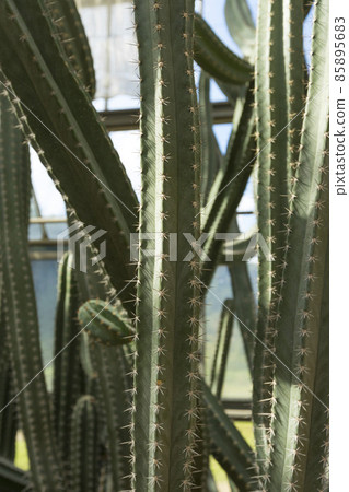 close up of Cereus Validus Haworth cactus in a green house. close up of Cereus Validus Haworth cactus in a green house. 85895683