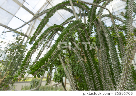 Madagascar Ocotillo plant with small green leaves in botanical park 85895706