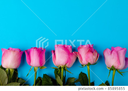 Overhead view of fresh pink roses by each other with copy space on blue background Overhead view of fresh pink roses by each other with copy space on blue background 85895855