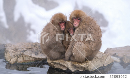 Jigokudani Yaen-Koen Monkey (Snow Monkey) Jigokudani Yaen-Koen Monkey (Snow Monkey) 85895952