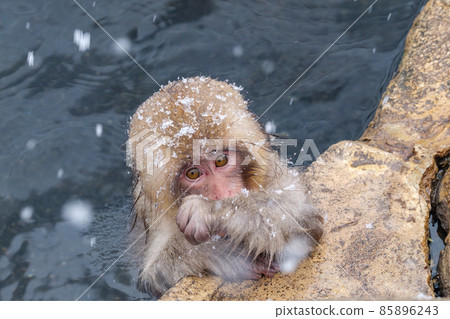 Jigokudani Yaen-Koen Monkey (Snow Monkey) 85896243