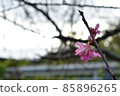 Cold early blooming cherry blossoms 85896265
