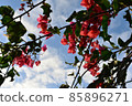 My world surrounded by flowers 85896271