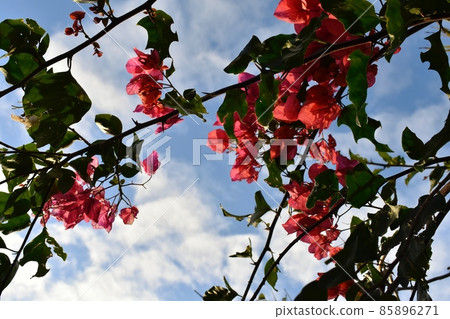 My world surrounded by flowers My world surrounded by flowers 85896271