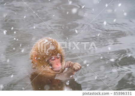 Jigokudani Yaen-Koen Monkey (Snow Monkey) 85896331
