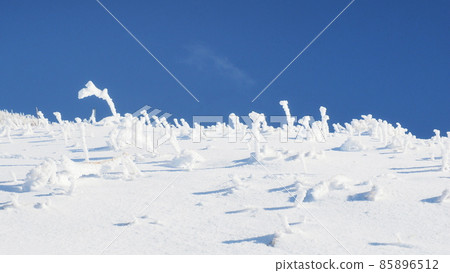 博麗富士樹上的霧凇（大仙） 85896512