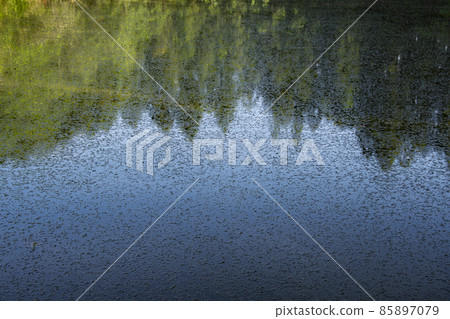 Forest on the opposite bank reflected on the surface of the water 85897079