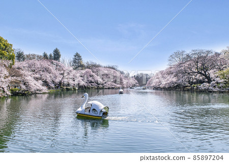 Inokashira Park, Tokyo, Inokashira Pond, cherry blossoms in full bloom Inokashira Park, Tokyo, Inokashira Pond, cherry blossoms in full bloom 85897204