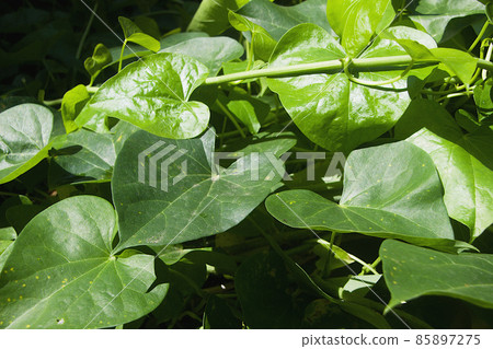Bunch of Amrutha Balli Leaves 85897275