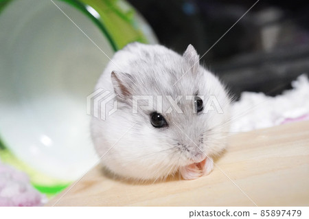 cute grey dwarf hamsters