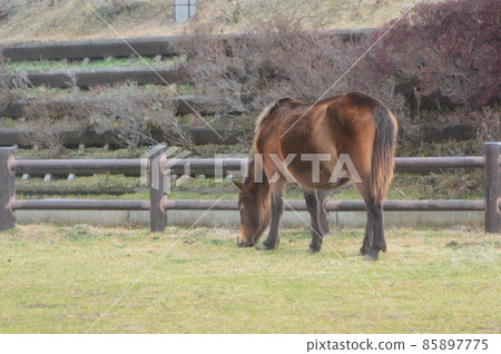 土井岬的御崎沼（宮崎縣久島市小野） 85897775