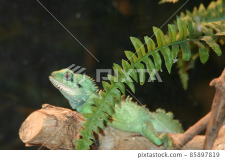 the green iguana was resting on a cob wood after a meal 85897819