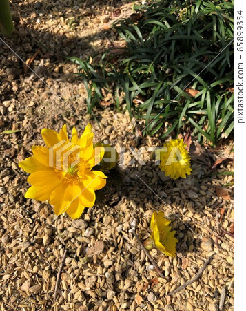 迎接春天和幸福的花福壽莊 85899354