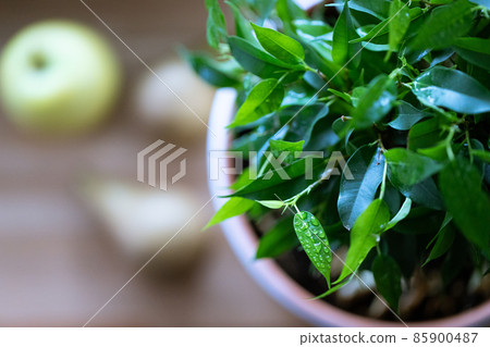 Ficus benjamina in a pot at home on the table. Macro photo. Top view. 85900487