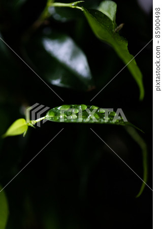 Ficus benjamina in a pot at home on the table. Macro photo. Top view. Ficus benjamina in a pot at home on the table. Macro photo. Top view. 85900498