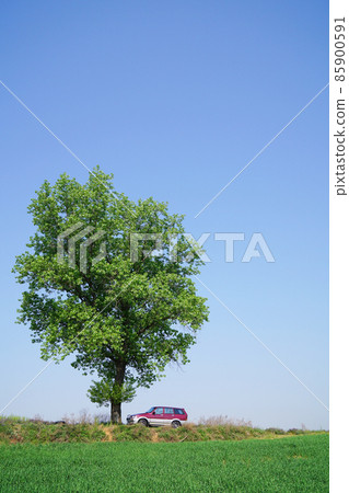 安城棕櫚地 85900591