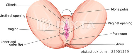 女性生殖器（外生殖器）英語 85901359