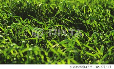 young green wheat swaying in wind, farm fields planted in autumn, preparation of seedlings for winter, winter rye growing in soil of plantations, cereal family, agriculture, national economic culture 85901871