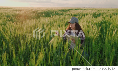 farmer with a tablet in his hands works in a field with green wheat, agriculture, transfer data online, produce bread on farm plantations, grow grain crops on land field of soil, agronomist business 85901912
