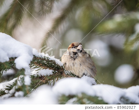 Sparrow sits on a fir branch with snow in winter Sparrow sits on a fir branch with snow in winter 85902027