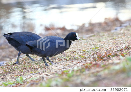 Coot looking for food 85902071