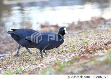 Coot looking for food Coot looking for food 85902072