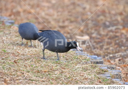 Coot looking for food Coot looking for food 85902073