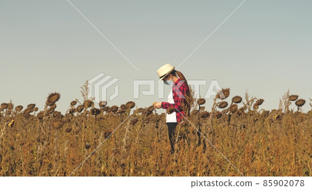 The girl agronomist checks the maturity of the harvest of sunflowers for harvesting in the field. The collective farmer works by analyzing the grown flower seeds. A businessman to be able to care for 85902078