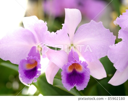 Western orchid flower cattleya 85902180