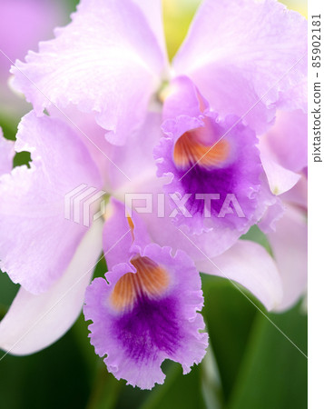 Western orchid flower cattleya 85902181