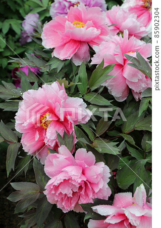 Peony flowers in the rain 85902304