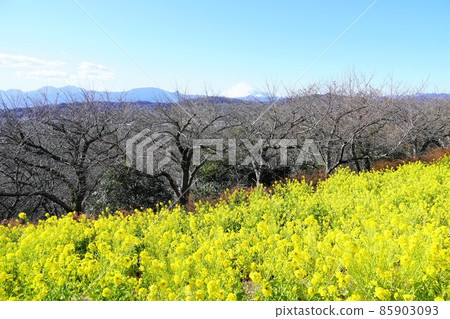 油菜花和雪 富士山吾妻山公園山頂 油菜花和雪 富士山吾妻山公園山頂 85903093