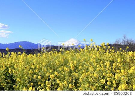 Rape blossoms and snow Mt. Fuji Azumayama Park summit Rape blossoms and snow Mt. Fuji Azumayama Park summit 85903208