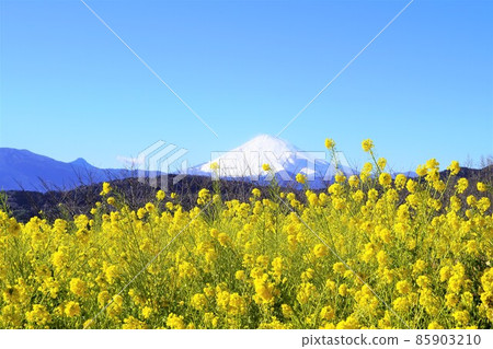 油菜花和雪 富士山吾妻山公園山頂 油菜花和雪 富士山吾妻山公園山頂 85903210