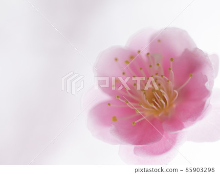 Clear pink plum blossom Clear pink plum blossom 85903298