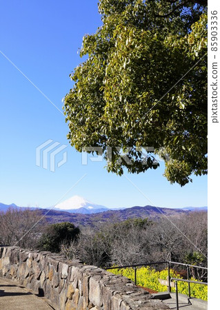 從吾妻山公園山頂看到的白雪皚皚的富士山 從吾妻山公園山頂看到的白雪皚皚的富士山 85903336