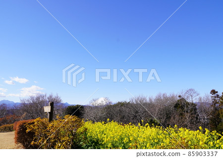 油菜花和雪 富士山吾妻山公園山頂 85903337