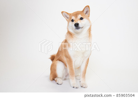 小柴犬（6 個月大）的工作室照片 85903504