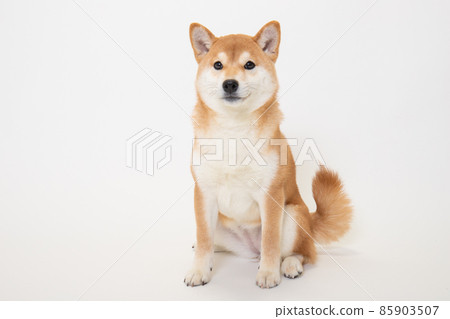Studio photo of a young Shiba Inu (6 months old) Studio photo of a young Shiba Inu (6 months old) 85903507