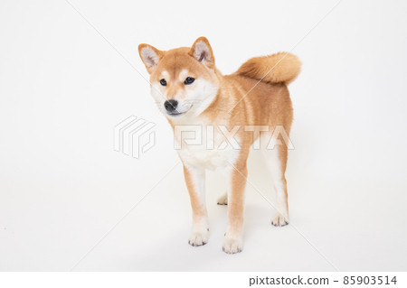 Studio Photo Of A Young Shiba Inu (6 Months Old) - Stock Photo [85903514] -  Pixta