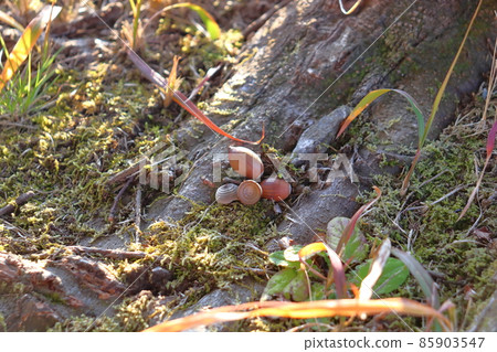 Acorn nuts Acorn nuts 85903547