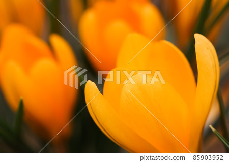 Abstract floral background, yellow crocus flowers. Macro flowers backdrop for holiday brand design Abstract floral background, yellow crocus flowers. Macro flowers backdrop for holiday brand design 85903952