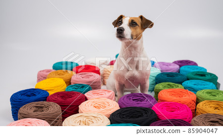 Close-up of Jack Russell Terrier dog among multi-colored cotton skeins. Close-up of Jack Russell Terrier dog among multi-colored cotton skeins. 85904047